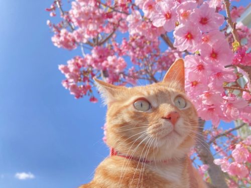 背景に桜を背負った猫ちゃん